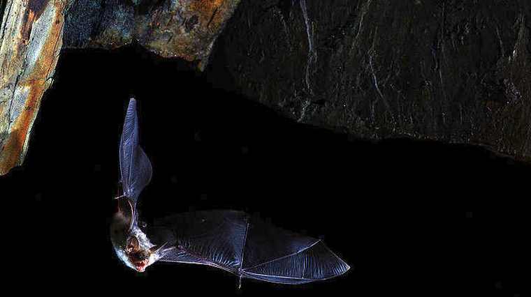 Οι επιστήμονες ψάχνουν (και) στις νυχτερίδες το μυστικό της μακροζωίας