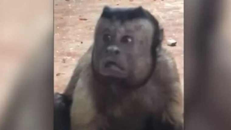 Μαϊμού με «ανθρώπινο πρόσωπο» γίνεται διάσημη στο Διαδίκτυο