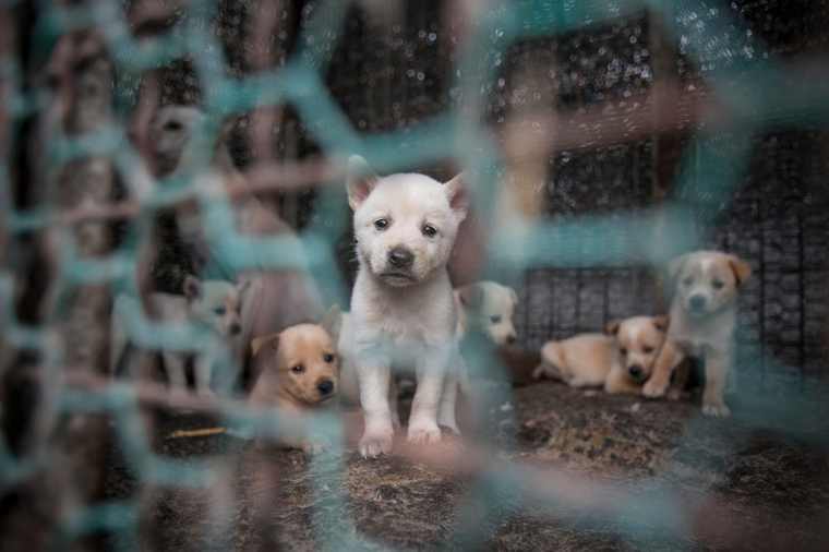 Διεθνής εκστρατεία για την απαγόρευση εμπορίας κρέατος σκύλου