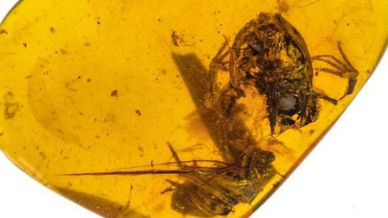 Ανακαλύφθηκαν μικροσκοπικοί βάτραχοι παγιδευμένοι μέσα σε κεχριμπάρι 99 εκατ. ετών