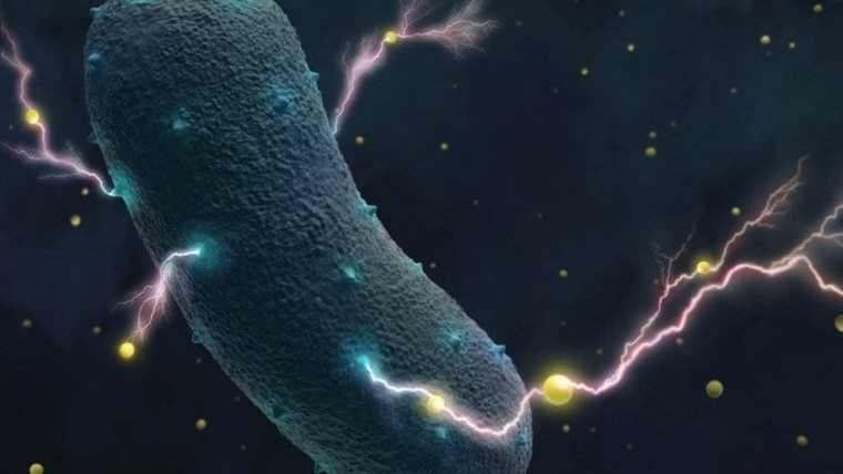 Το μυστικό των βακτηρίων του εντέρου: Παράγουν ηλεκτρικό ρεύμα!