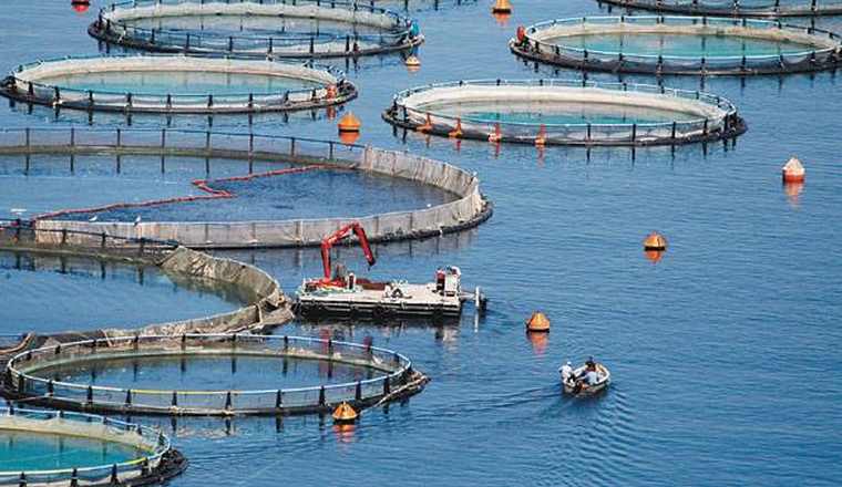 Νέες δυνατότητες σε εταιρίες μεταποίησης προϊόντων αλιείας και υδατοκαλλιέργειες μέσω του ΕΠΑΛΘ 2014-2020