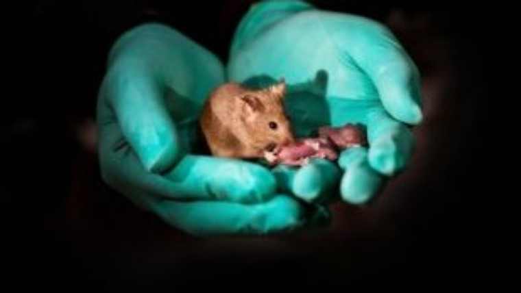 Υγιή ποντίκια από γονείς ιδίου φύλου δημιούργησαν Κινέζοι επιστήμονες