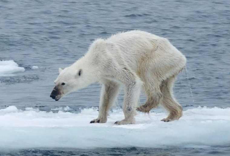 Η κλιματική αλλαγή απειλεί να αφανίσει την… τροφή των πολικών αρκούδων