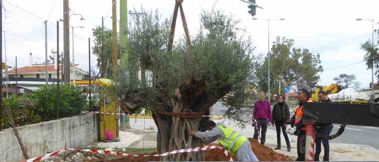 ΕΡΓΟΣΕ: Αιωνόβια ελαιόδεντρα 600 ετών μεταφυτεύονται στη Λ. Μαραθώνα