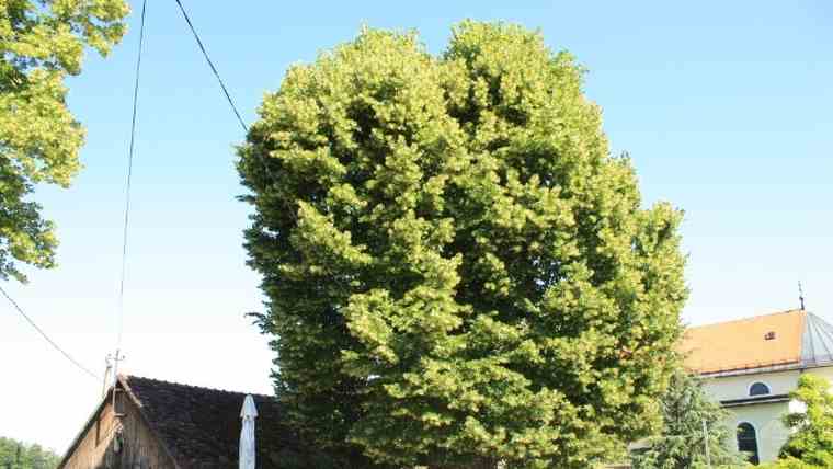 Φλαμουριά 500 ετών διεκδικεί τον τίτλο του «Ευρωπαϊκού Δέντρου του 2019»