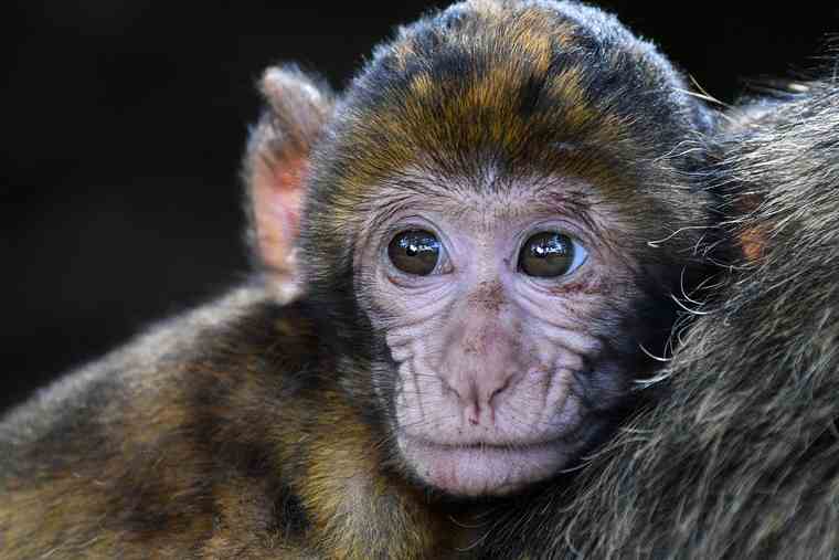 Κινέζοι επιστήμονες κλωνοποίησαν μαϊμούδες