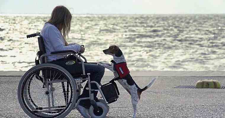 Σκυλιά-βοηθοί στην υπηρεσία ατόμων με άνοια, alzheimer, διαβήτη και όχι μόνο