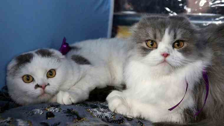 Οι γάτες μπορούν να αναγνωρίσουν το όνομά τους, βεβαιώνει μια ιαπωνική έρευνα