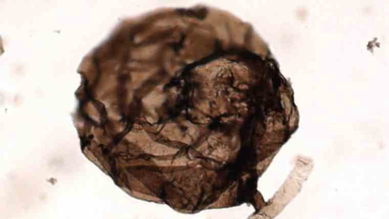 Ανακαλύφθηκε το αρχαιότερο απολίθωμα μύκητα ηλικίας σχεδόν 1 δισ. ετών