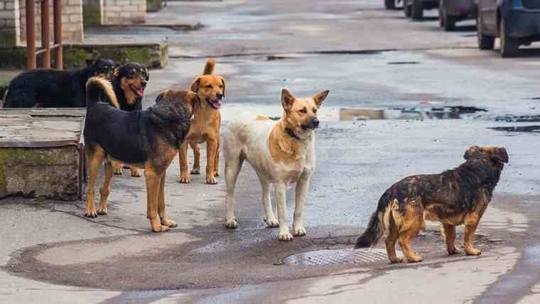 Είκοσι εκατ. ευρώ στους Δήμους για καταφύγια αδέσποτων ζώων, μέσω του προγράμματος «ΦιλόΔημος ΙΙ»