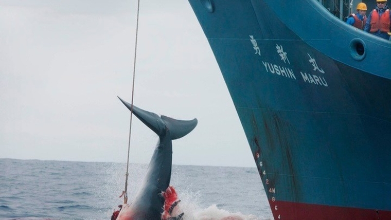 Ιαπωνία: Ξεκινά σήμερα μετά από 30 χρόνια το κυνήγι των φαλαινών
