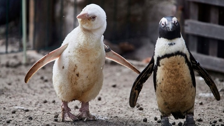 Συνελήφθησαν πιγκουίνοι επειδή διέρρηξαν εστιατόριο σούσι