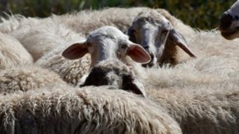 Μεταλλαγμένα πρόβατα ανατράφηκαν σε εργαστήριο για την καταπολέμηση της νόσου Μπάτεν