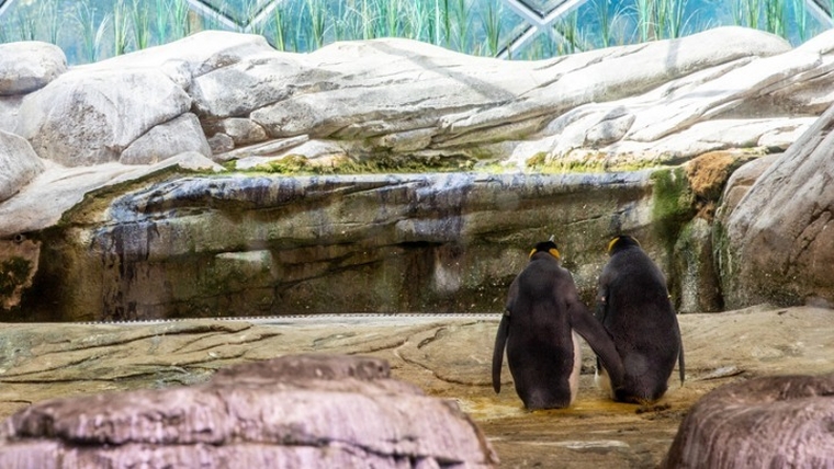 Βρετανία: Ζευγάρι θηλυκών πιγκουίνων θα αναθρέψει το πρώτο πιγκουινάκι «ουδετέρου γένους»