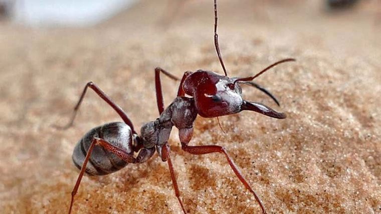 Το πιο γρήγορο μυρμήγκι στον κόσμο ζει στη Σαχάρα