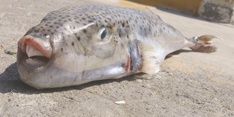 «Εισβολή» ξενικών ψαριών στην Ελλάδα από την Ερυθρά Θάλασσα