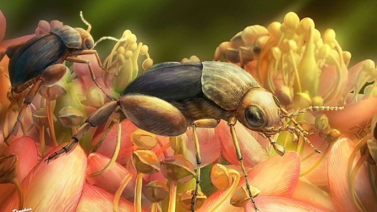 Ανακαλύφθηκε στη Μιανμάρ το αρχαιότερο απολίθωμα που δείχνει επικονίαση λουλουδιού από έντομο