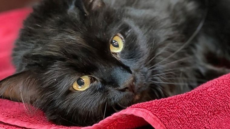 Αγνοούμενος γάτος βρέθηκε μετά από πέντε χρόνια