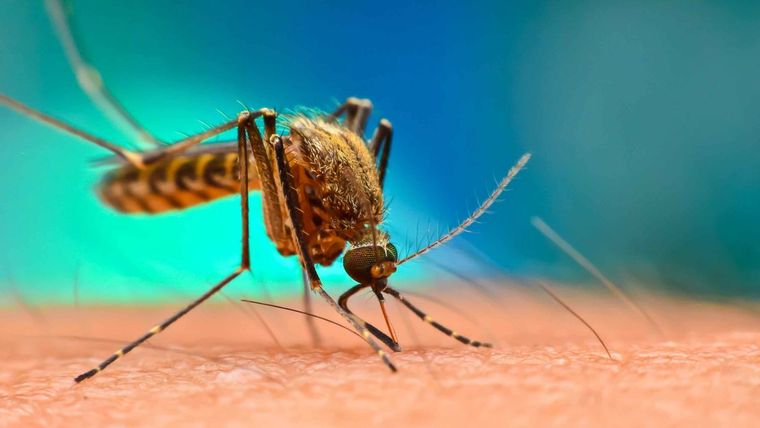 Κουνούπια: «Ο υπέρτατος παράγοντας της ιστορικής αλλαγής»