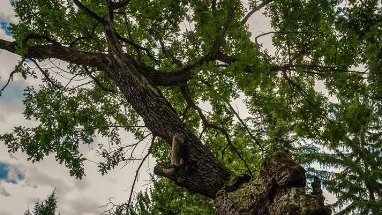 Μια βελανιδιά 500 ετών το «Δέντρο της Χρονιάς» στη Βουλγαρία