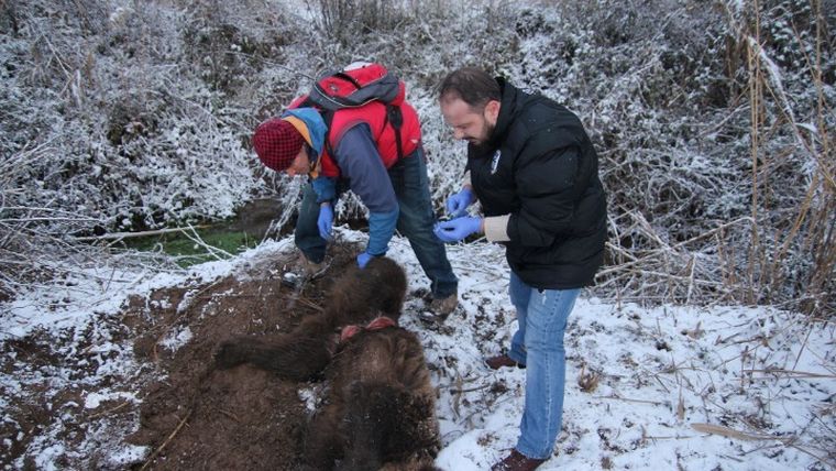 Θηρίο αντοχής μια αρκούδα που επέζησε τέσσερις μέρες εγκλωβισμένη σε θηλιά και βαριά τραυματισμένη