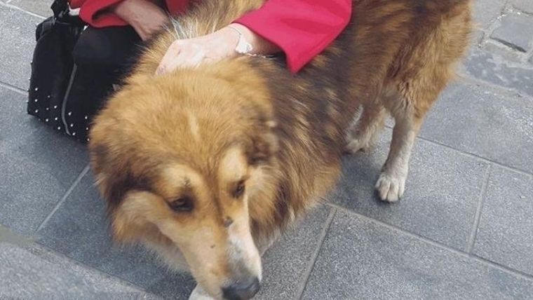 Μήνυση κατά αγνώστου από τον Δήμο Θεσσαλονίκης για κακοποίηση ζώου