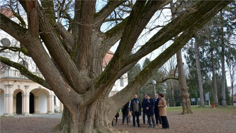 Κροατία: Ένα… ερωτευμένο δέντρο, ηλικίας 242 ετών, σε ευρωπαϊκό διαγωνισμό