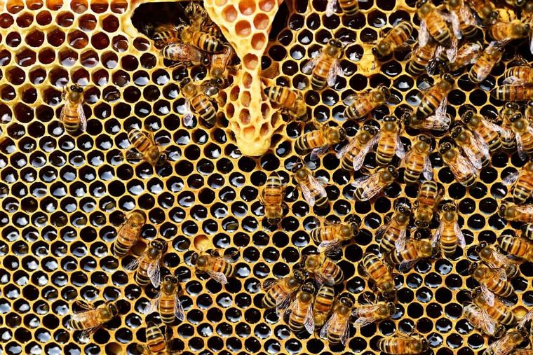 Οι επιπτώσεις της κλιματικής αλλαγής «χτύπησαν» την παραγωγικότητα των μελισσών