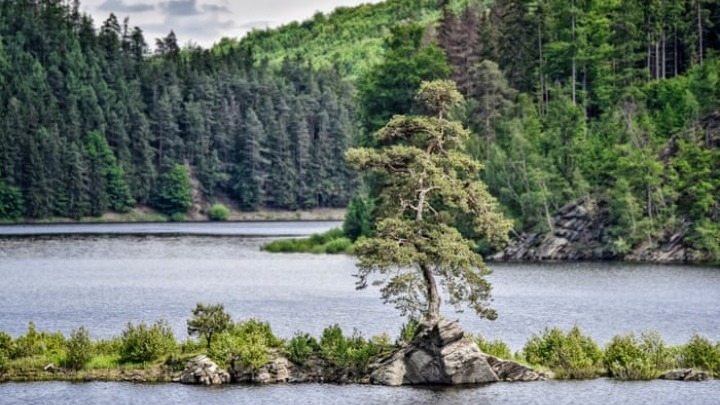 Στην Τσεχία το πιο όμορφο δέντρο της Ευρώπης