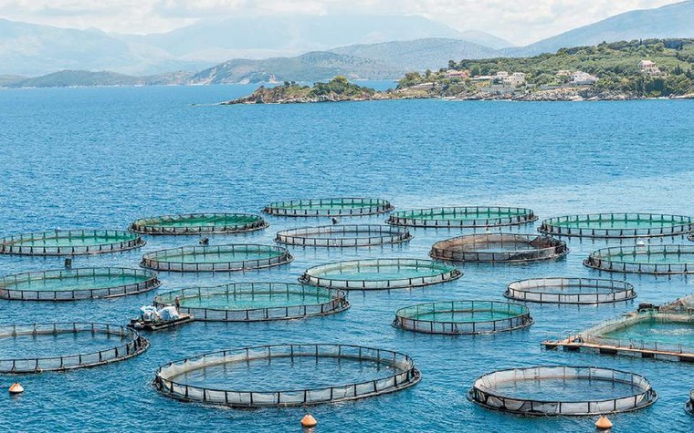 Αυξημένη η παραγωγή ψαριών ιχθυοκαλλιέργειας σε τσιπούρα και λαβράκι