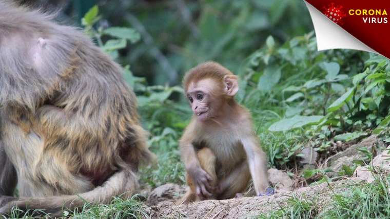 Πίθηκοι που εκτέθηκαν στον νέο κορονοϊό απέκτησαν ανοσία