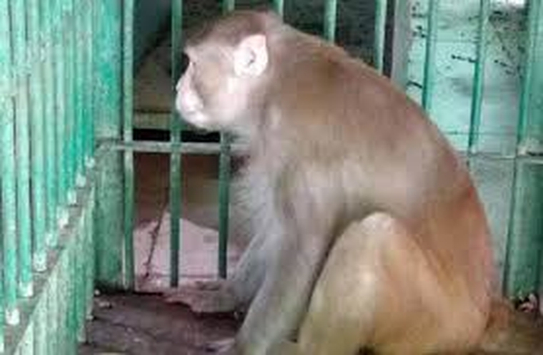 Αλκοολική σαρκοφάγος μαϊμού άφησε έναν νεκρό και 250 τραυματίες επειδή δεν έβρισκε να πιει