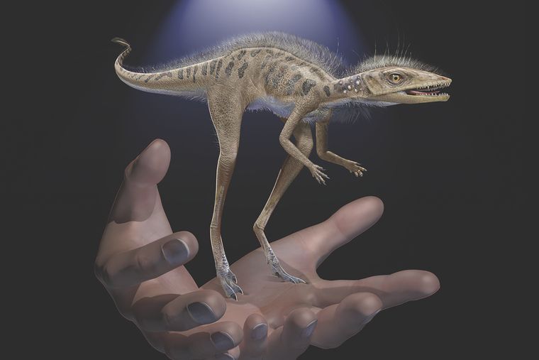 Απολίθωμα προγόνου των δεινοσαύρων με ύψος μόλις 10 εκατοστά ανακάλυψαν επιστήμονες