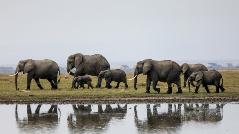 Υπερδιπλασιάστηκαν οι ελέφαντες στην Κένυα μέσα σε 30 χρόνια