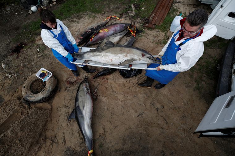 Τα 38 έχουν φτάσει τα δελφίνια που έχουν ξεβραστεί νεκρά στις ακτές του Μαυρίκιου