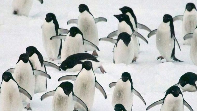 Νέες αποικίες αυτοκρατορικών πιγκουίνων ανακαλύφθηκαν στην Ανταρκτική