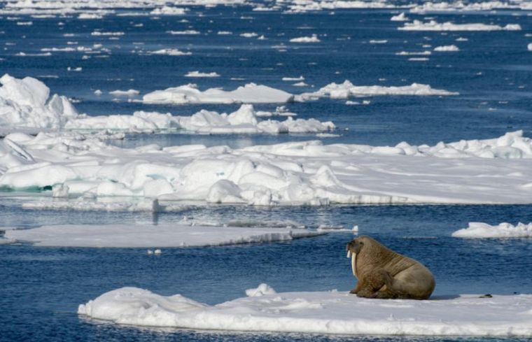 Φέτος καταγράφηκε η δεύτερη μεγαλύτερη μείωση του πάγου της Αρκτικής από το 1979