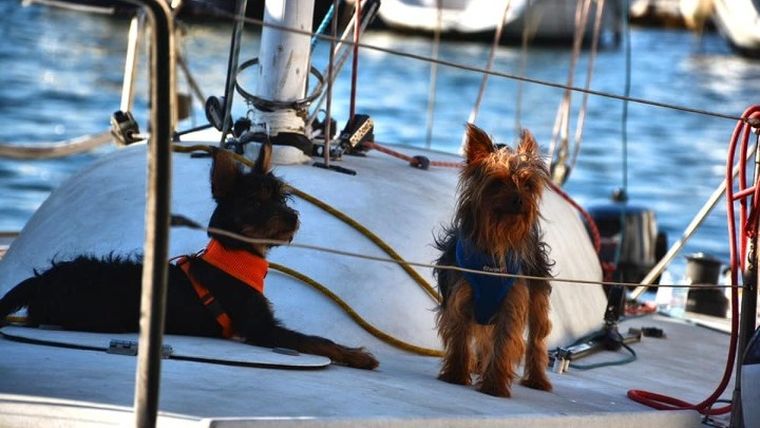 Σκάφη με… κυβερνήτες σκύλους άνοιξαν πανιά στην Κέρκυρα