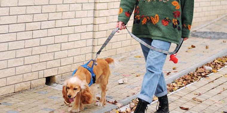 Πόσο επικίνδυνο είναι η βόλτα του σκύλου, το delivery και η συμβίωση με ασθενή με κορονοϊό, την περίοδο της καραντίνας