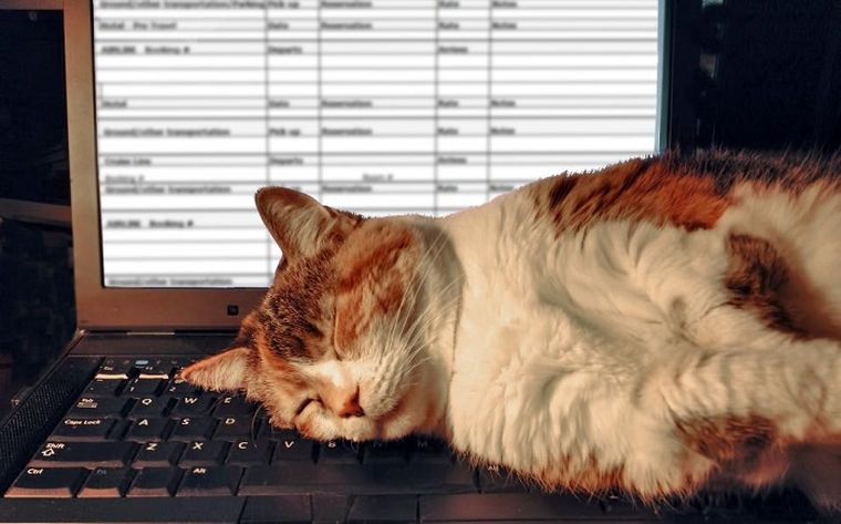 Ερευνα: Να γιατί οι γάτες αγαπούν τα πληκτρολόγια των υπολογιστών
