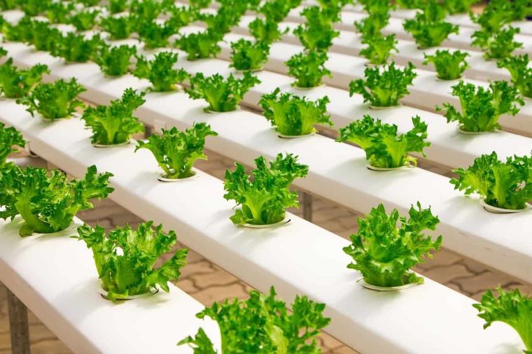 Επένδυση 6 εκατ. για υδροπονικό θερμοκήπιο παραγωγής πράσινων λαχανικών και μυρωδικών στη Βοιωτία