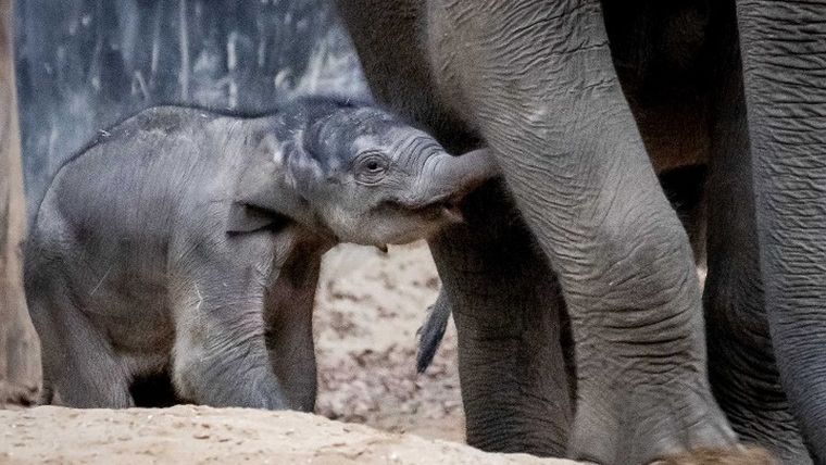 To πρώτο ελεφαντάκι σε ζωολογικό κήπο του Τόκιο εδώ και 138 χρόνια