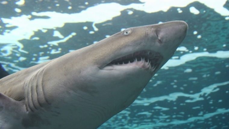 Δραματική μείωση κατά 71% σε καρχαρίες και σαλάχια από το 1970 μέχρι σήμερα