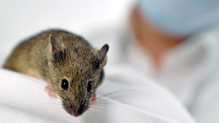 Πειραματική πρωτεΐνη θεράπευσε παράλυτα ποντίκια