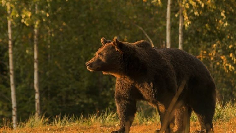 Αρκούδα σκότωσε 57χρονο στα όρη Τάτρα της Σλοβακίας, στην πρώτη θανατηφόρα επίθεση εδώ και έναν αιώνα