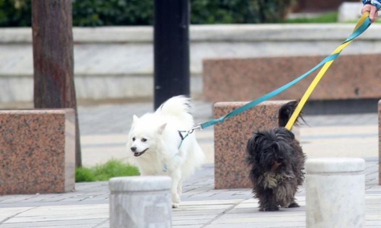 Πρόστιμα 1.500 ευρώ σε πέντε ιδιοκτήτες ζώων στη Θεσσαλονίκη