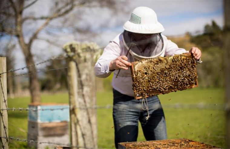 Μεγάλο «πλήγμα»: Κάηκαν 9.000 μελισσοσμήνη και χάθηκαν 10.000 τόνοι πευκόμελου ετησίως από τις πρόσφατες πυρκαγιές
