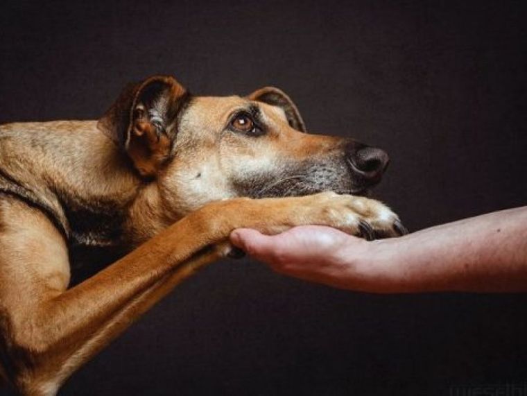 Dogs’ Voice: Φιλοξενία και παροχή βοήθειας σε ζώα από τις πυρόπληκτες περιοχές