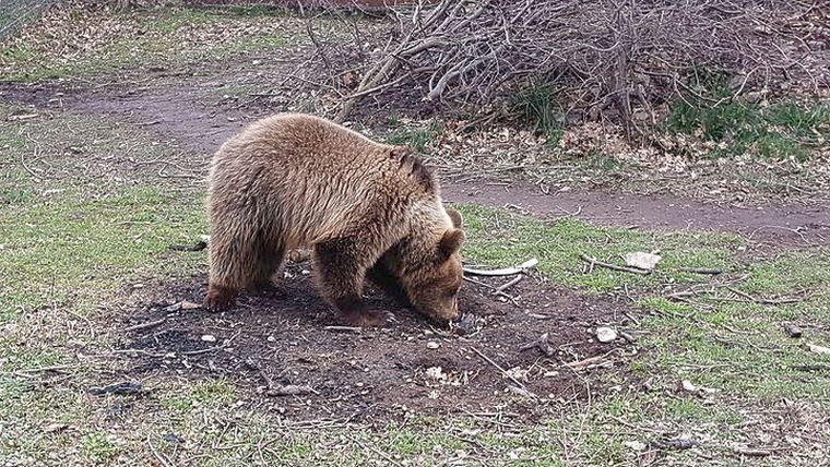 Νεκρή από σφαίρες αρκούδα στη Φλώρινα